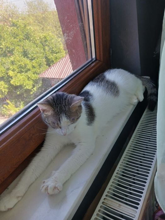 pisică spre adoptie