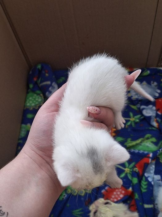 Кошечка даром котенок