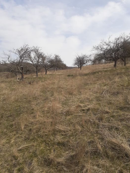 Teren de vanzare Mera