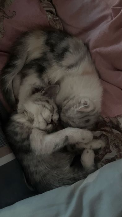 Шиншилы котята 2месяцные