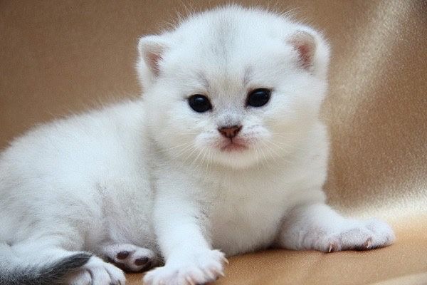 Продам британских котят