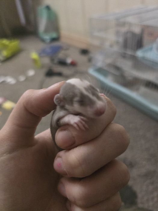 Крысята домашние, не на корм