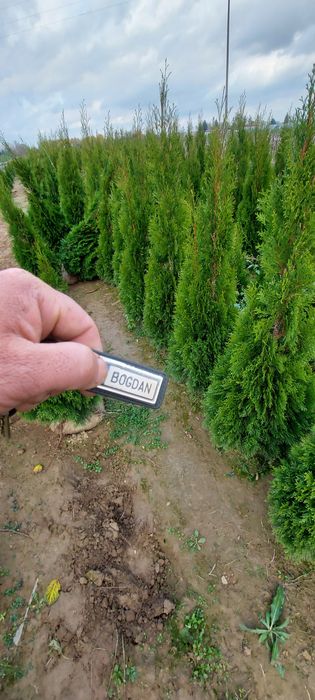 Tuia smarald dacă doriți la Salcea găsiți poze reale