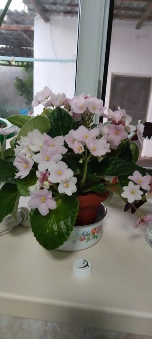 Цветы комнотные продам.