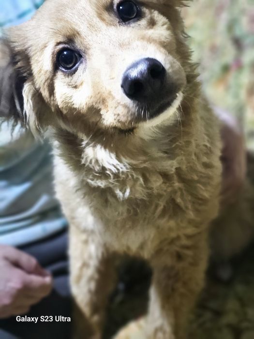 Щенок 6месяцев.Девочка.