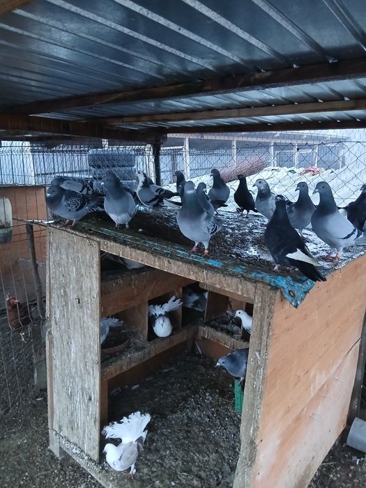 Porumbei voiajori tineri/schimb