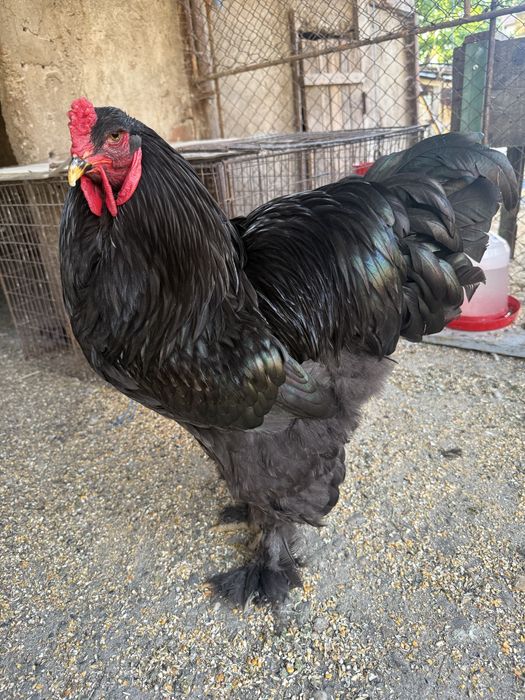 Vand oua brahma negru