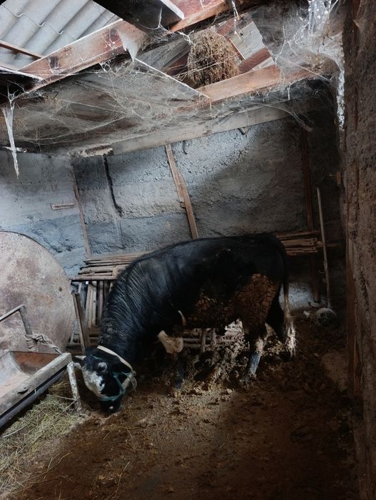 Бұқа сатылады семіз