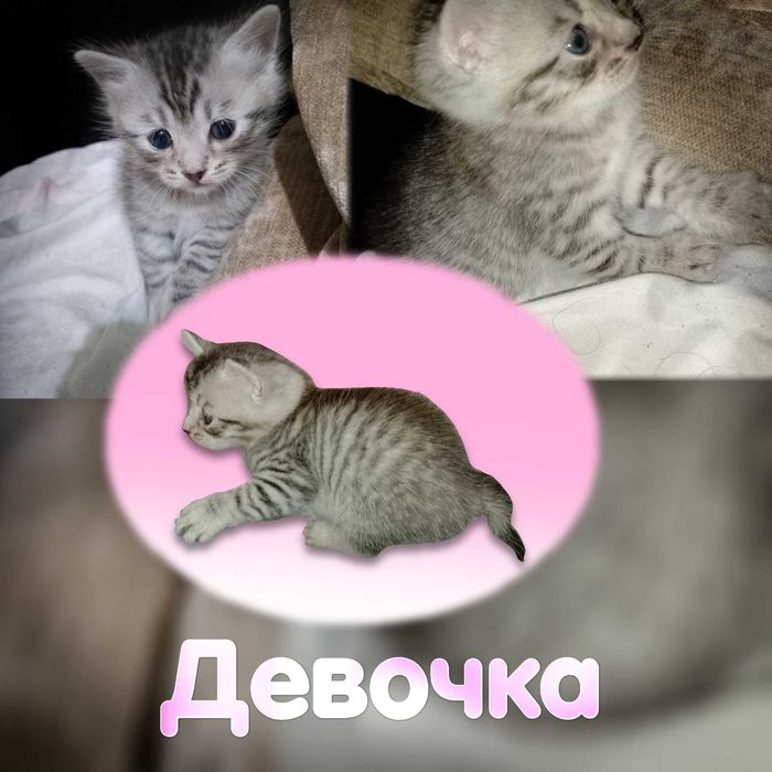 Продам Шотландских Котят