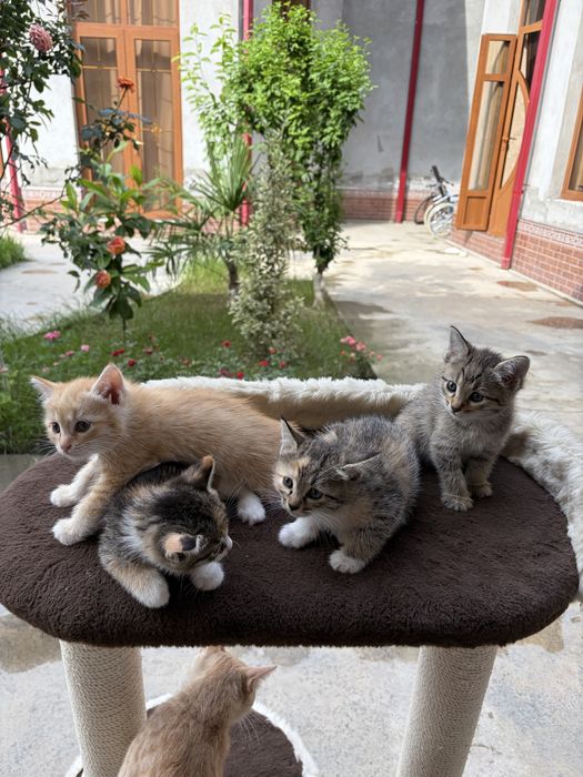 Котенок.