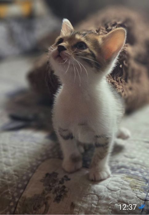 Срочно отдаем котят в добрые руки