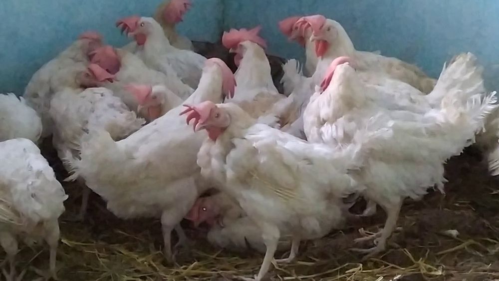 Куры несушки в наличии