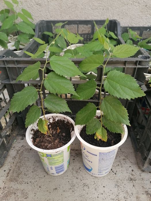 Еводия Даниели-Дървото на пчеларя, Албиция, Южна Копривка. Медоносни.