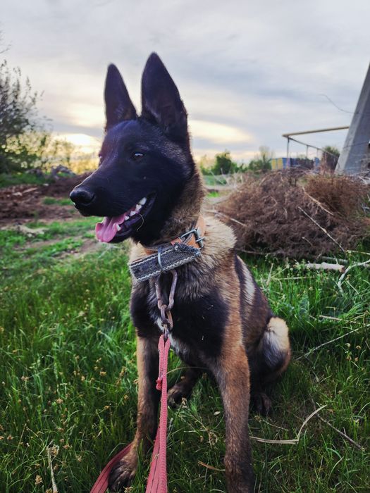 Белгиская окарачка