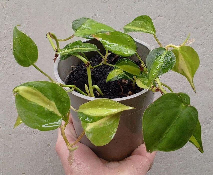 Филодендрон Бразил. Цветы для дома и офиса