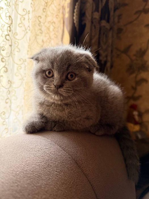 Порода:Скотиш Фолд.