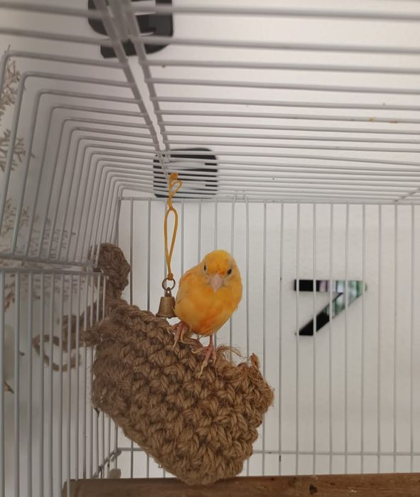 Птичка канарейка