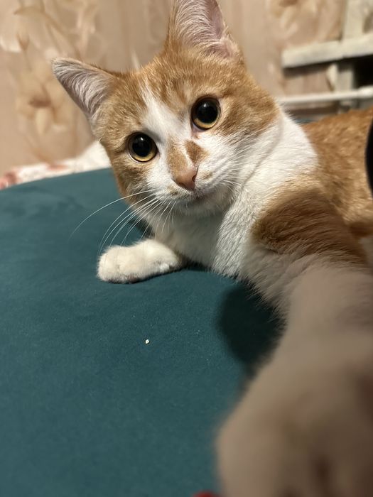 Отдам котенка в хорошие руки