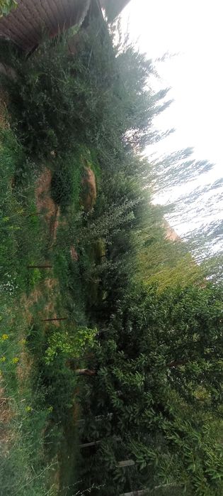 Uy sotiladi Chimyonda yaxshi joyda joylashkan