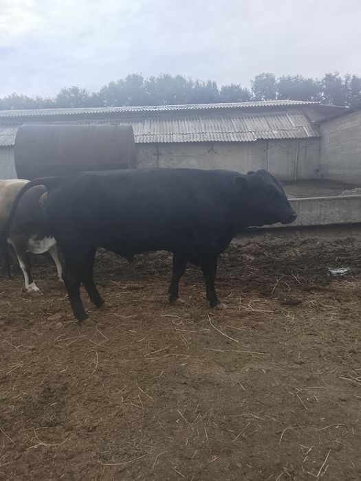Продам быка породы Ангус