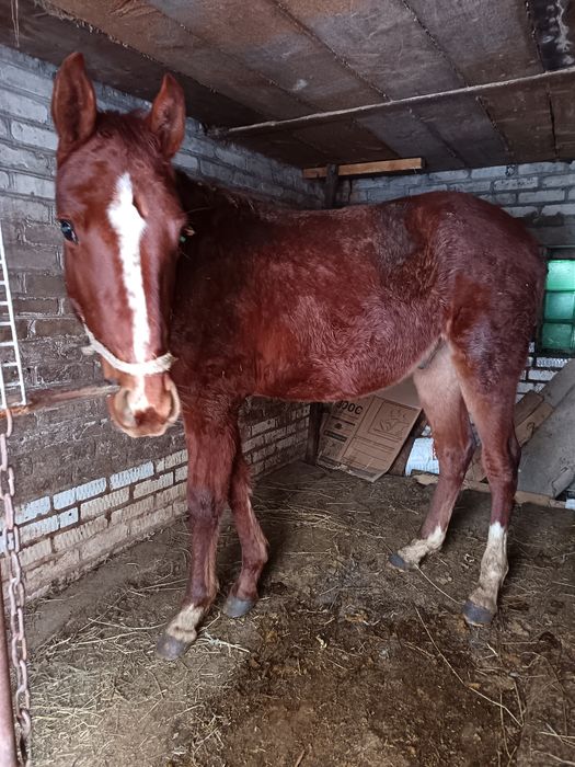 Продам жеребчк 1,5года