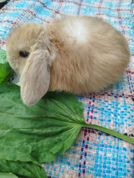 Декоративные кролики.Плюшевые.Короткоухие.Вислоухие