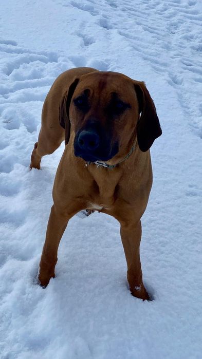 Femela Rhodesian ridgeback