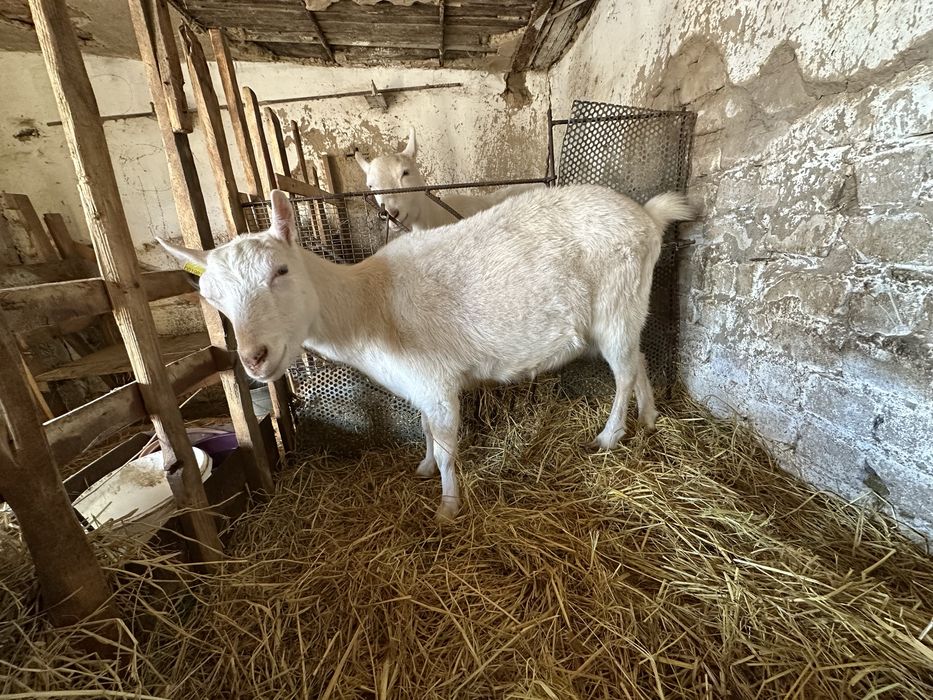 Продаются козы зааненские