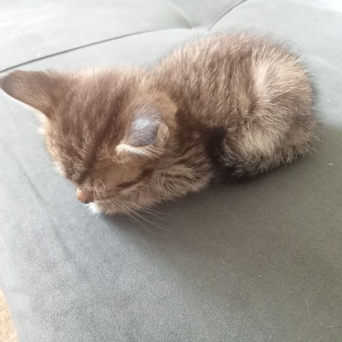 Мысық марғауымен