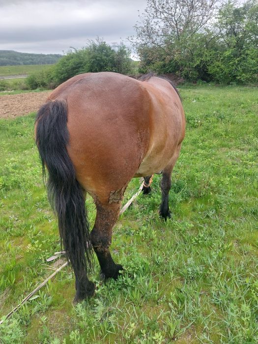 Vând manza semigrea !