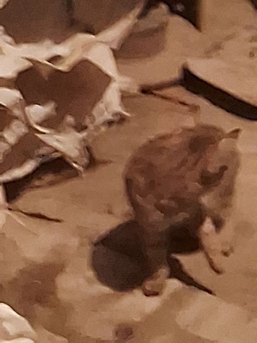 Три котята но незнаю породисты или