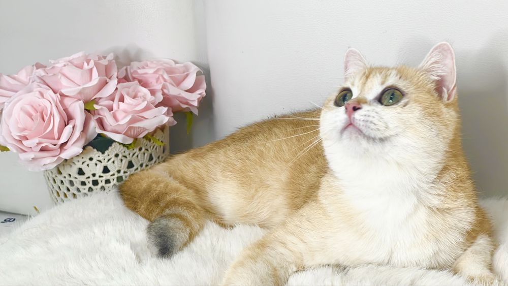 Девочка британка