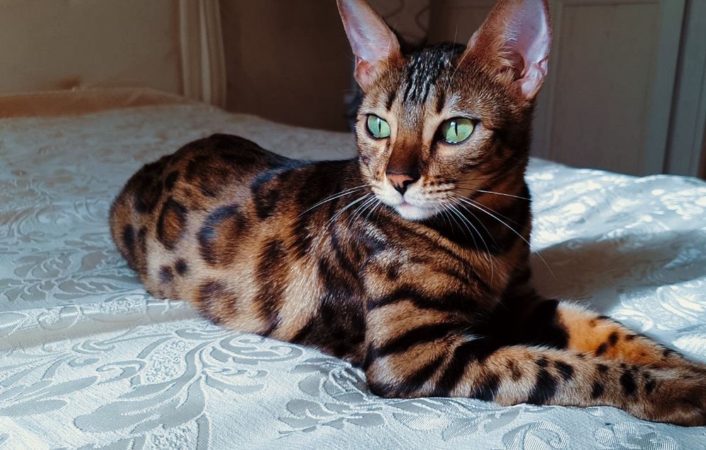 Бенгальские котята