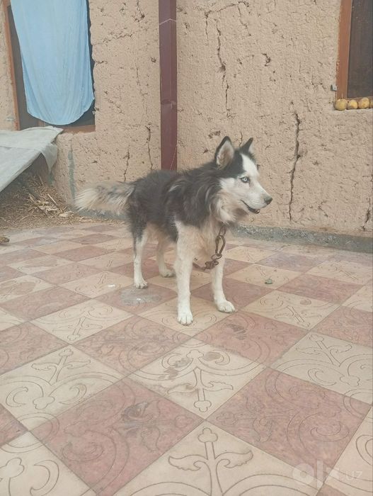 1 yosharli xaski