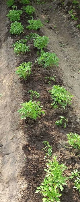 Продается рассада помидор разные сорта