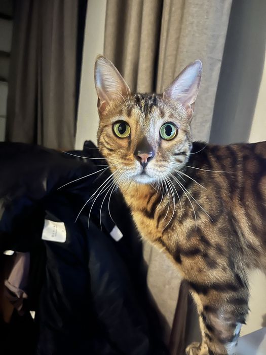 Кот бенгальской породы