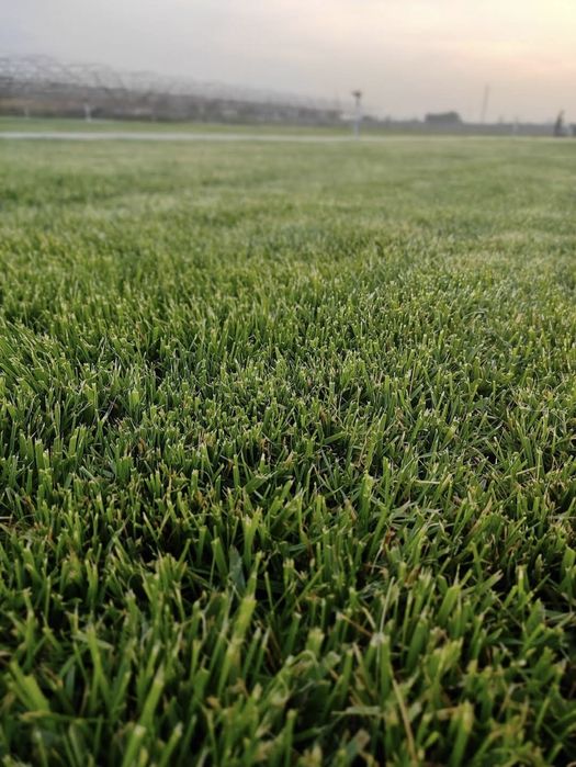 Gazon. Tayyor tabiiy rulonli sotamiz.kv