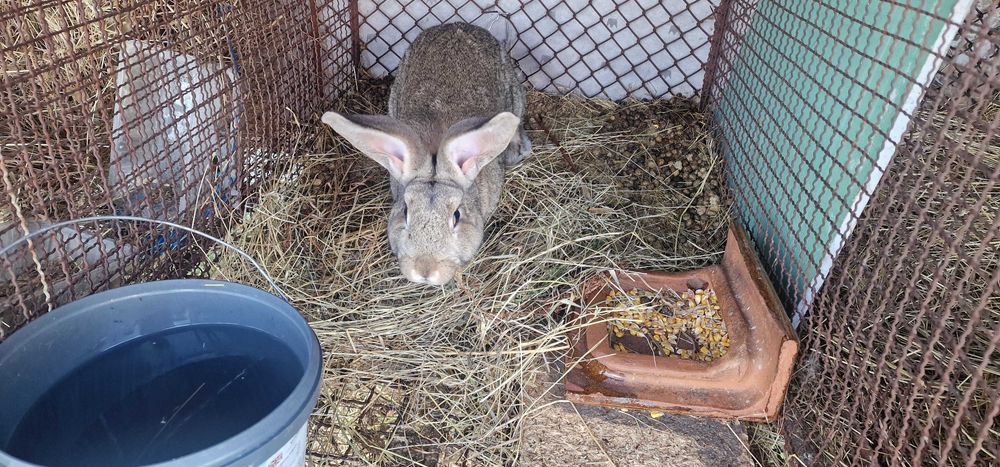 Vand 2 masculi urias german