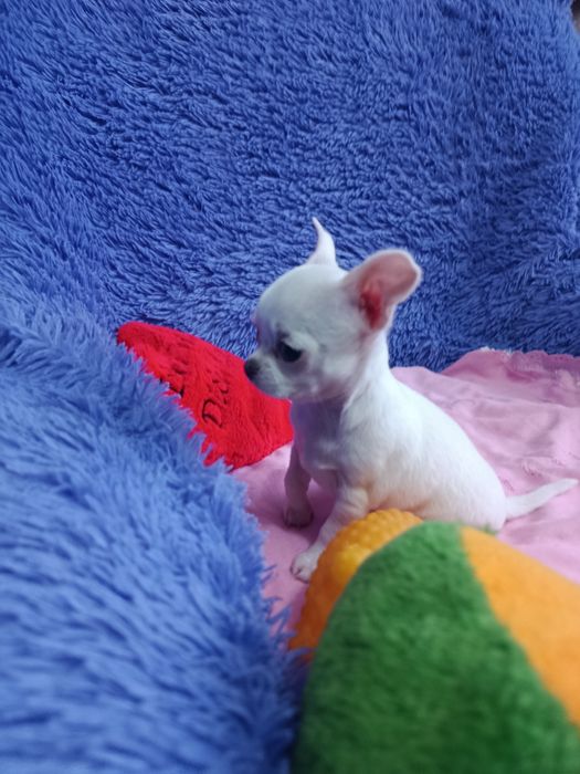 Щенок чихуахуа мини