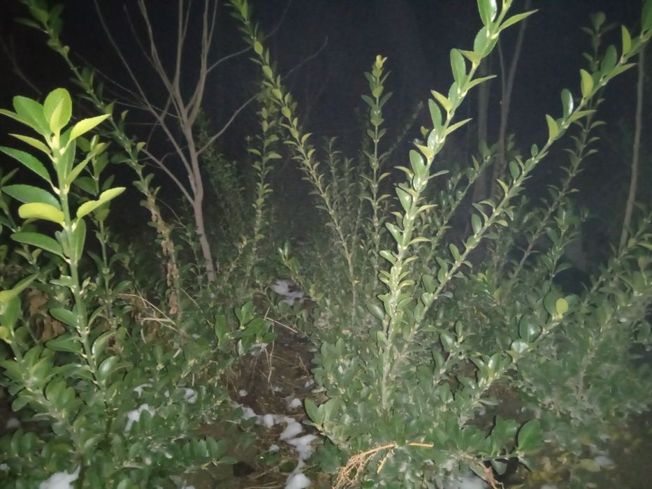 Каталпа, Ясин, клён, япон сафураси  акатсия , каштан кучатлари