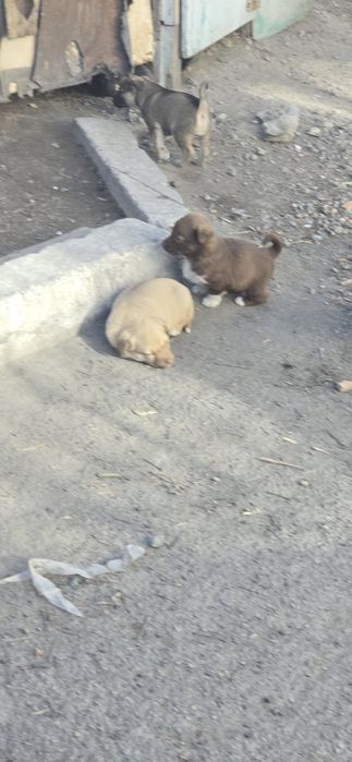 Отдам щенков в хорошие руки