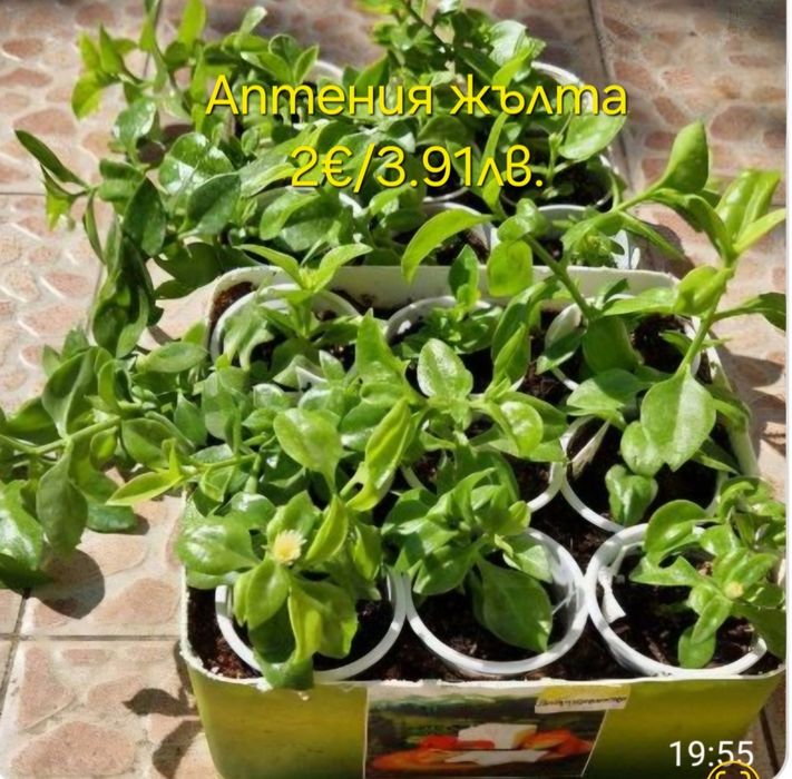 Стайни и градински растения на супер цени.