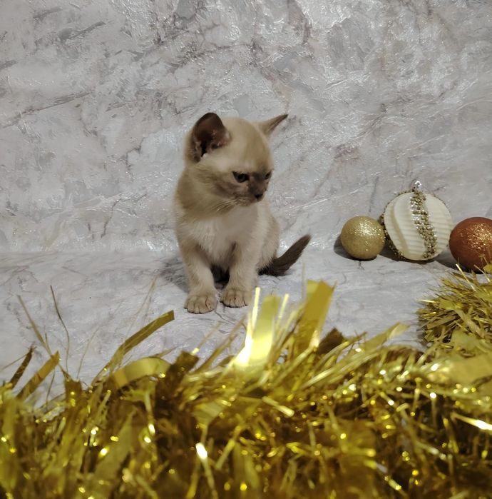 Европейская бурма