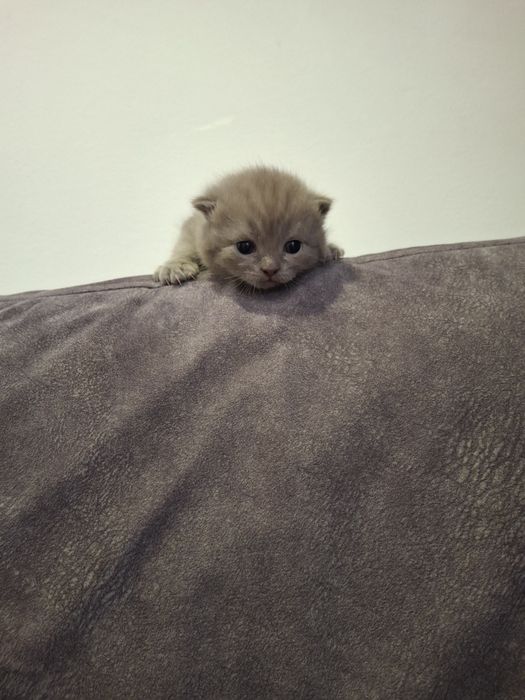 Продам вислоухих шотландских котят