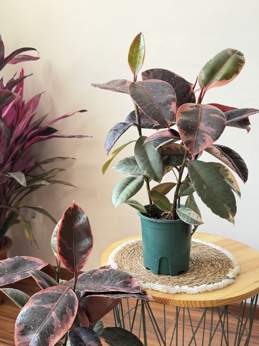 Фикусы в ассортименте