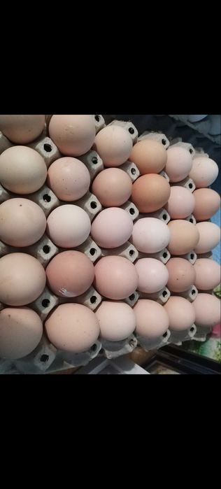 Оплодени яйца от зеленоглави патици