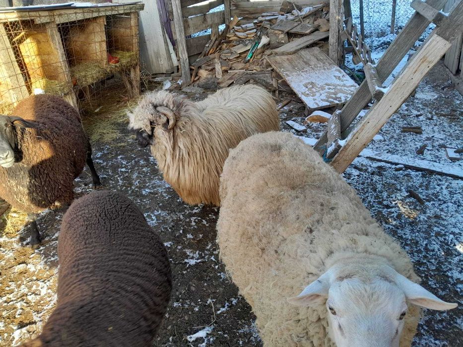 De vanzare berbecuți si berbec rasă de carne