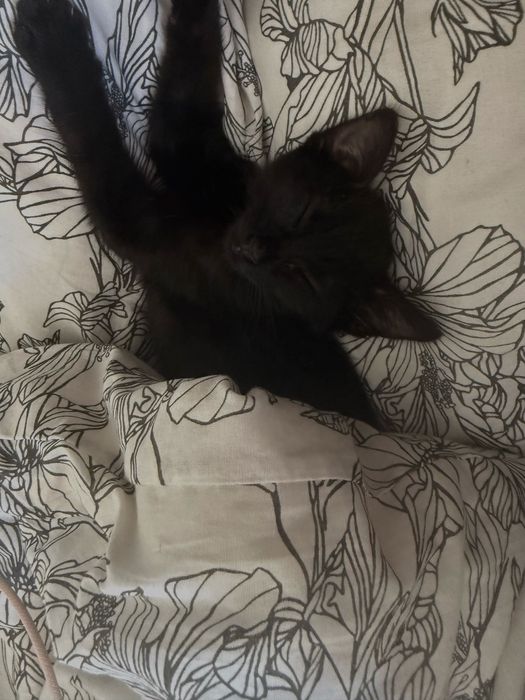 motanel de doua luni, deparazitat intern si extern, invatat la litiera