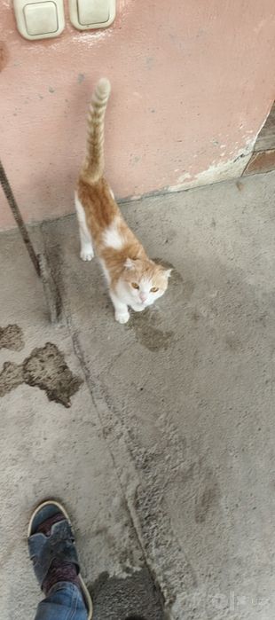 Mushu sotiladi  sotiladi