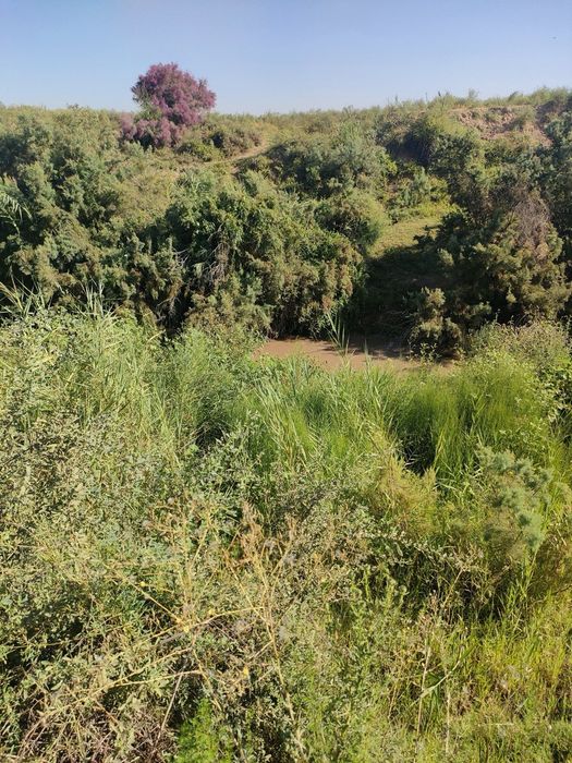 Chinozda  yangi yer uchadtka sotiladi